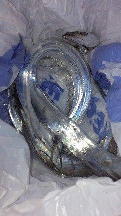 早朝の岸和田でワインド、一時間で3本