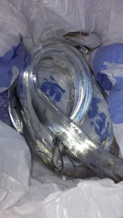 早朝の岸和田でワインド、一時間で3本