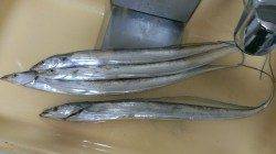 早朝の岸和田でワインド、一時間で3本