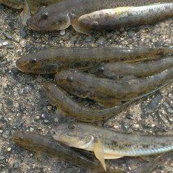 武庫川河口でちょい投げ、ハゼ30匹の釣果