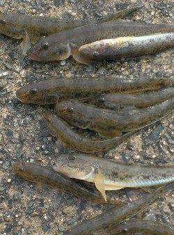 武庫川河口でちょい投げ、ハゼ30匹の釣果