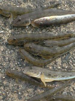 武庫川河口でちょい投げ、ハゼ30匹の釣果