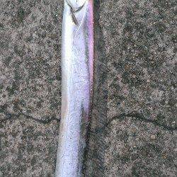 尼崎～芦屋、タチウオの型も良くなってきました