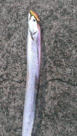 尼崎～芦屋、タチウオの型も良くなってきました