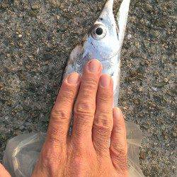 尼崎～芦屋、タチウオの型も良くなってきました