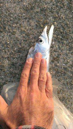 尼崎～芦屋、タチウオの型も良くなってきました