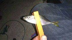 船の陰の明暗を攻めて～北公園でアジング