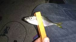 船の陰の明暗を攻めて～北公園でアジング