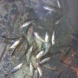 船の陰の明暗を攻めて～北公園でアジング