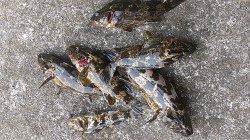 兵庫突堤でメバリング、タケノコメバルの釣果