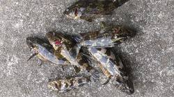 兵庫突堤でメバリング、タケノコメバルの釣果…