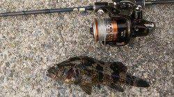 兵庫突堤でメバリング、タケノコメバルの釣果