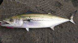 武庫川一文字　ルアーでサゴシ&タチウオ