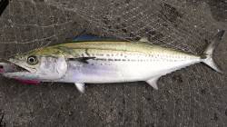 武庫川一文字　ルアーでサゴシ&タチ…