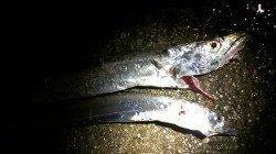 武庫川一文字　ルアーでサゴシ&タチウオ