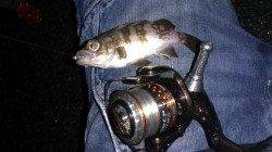 長田漁港でアジング　アジのほかメバルも釣れました