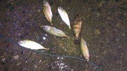 長田漁港でアジング　アジのほかメバルも釣れました