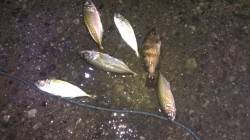 長田漁港でアジング　アジのほかメバルも釣れ…