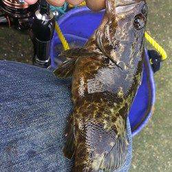 兵庫突堤　メバリングで根魚調査　20cmオーバーのタケノコメバルも