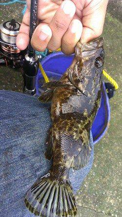 兵庫突堤　メバリングで根魚調査　20cmオーバーのタケノコメバルも