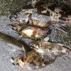 兵庫突堤　メバリングで根魚調査　20cmオーバーのタケノコメバルも