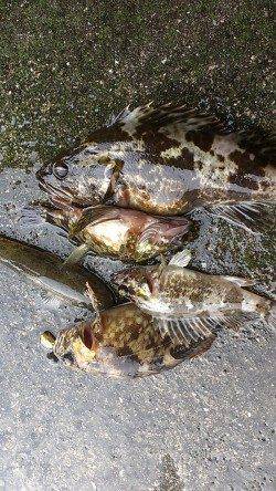 兵庫突堤　メバリングで根魚調査　20cmオーバーのタケノコメバルも