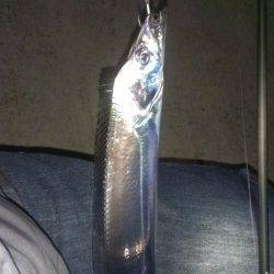 バイブレーション3投目で本命タチウオ