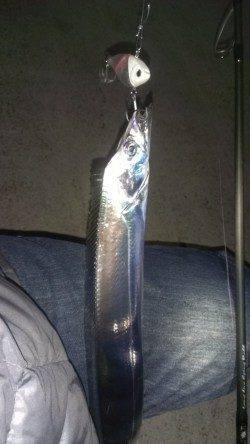 バイブレーション3投目で本命タチウオ