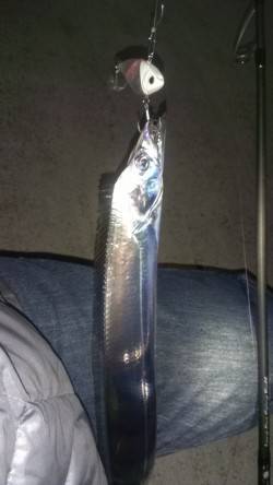 バイブレーション3投目で本命タチウオ