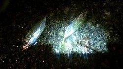 長田漁港と北公園でのアジング　