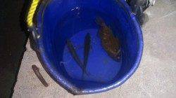 長田漁港でアジング釣果