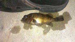 長田漁港でアジング釣果