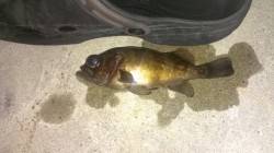 長田漁港でアジング釣果