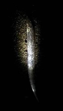 兵庫突堤ルアーでタチウオ、指4本95㌢のい…