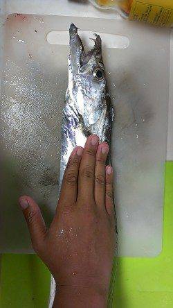 兵庫突堤ルアーでタチウオ、指4本95㌢のいいサイズでした