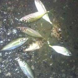 長田漁港でアジング　フォールよりステイへのノリが◎