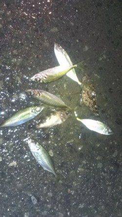 長田漁港でアジング　フォールよりステイへのノリが◎