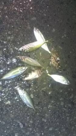 長田漁港でアジング　フォールよりステイへの…