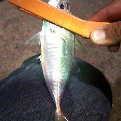 2時間同じカラーで46匹☆アジはカラーにすれることはない？