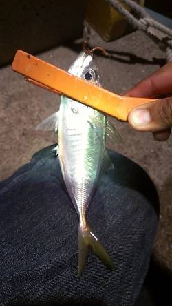 2時間同じカラーで46匹☆アジはカラーにす…