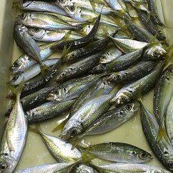 2時間同じカラーで46匹☆アジはカラーにすれることはない？