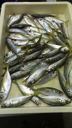 2時間同じカラーで46匹☆アジはカラーにすれることはない？