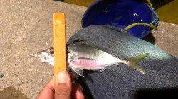 アジングでランガン　グロー系カラーで2時間の結果48匹