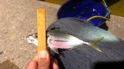 アジングでランガン　グロー系カラーで2時間…