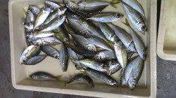 アジングでランガン　グロー系カラーで2時間の結果48匹