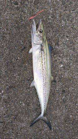 好調と噂の武庫一でショアジギング～サゴシをゲット！