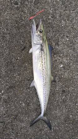 好調と噂の武庫一でショアジギング～サゴシを…