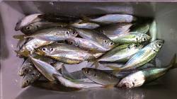 長田～須磨へアジング、1時間30分で納得の…