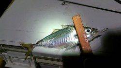 長田～須磨間の寒鯵アジング　2時間弱で29匹