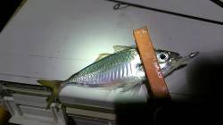 長田～須磨間の寒鯵アジング　2時間弱で29…